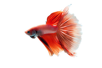 Wall Mural - siamese fighting fish on white transparent background