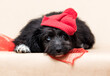 sad shaggy puppy in a red hat