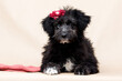 shaggy puppy with a bow on his head