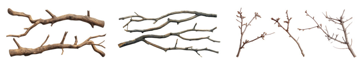 Wall Mural - dried old tree branches at different angles against on transparent or white background