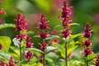 Beautiful Pineapple Sage Plant with Red Flowers - Improve your Autumn Garden with Fine Herb