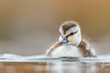 Long-Tailed Duck Juvenile in the Wild: A Pro-Birder's Copyright-Protected Snapshot of a Beautiful