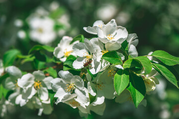 Wall Mural - Fresh beautiful flowers of the apple tree blooming in the spring