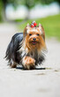 Yorkshire terrier dog with long hair runs quickly along