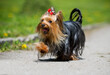 Yorkshire terrier dog with long hair runs quickly along the path