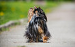 dog of the Yorkshire terrier breed with long hair runs quickly back view