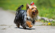 Yorkshire terrier dog with long hair runs quickly along the path