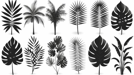 Wall Mural - A modern illustration of a set of silhouettes isolated on white background depicting exotic leaves such as Philodendron, Palm leaves, Areca palms, Royal ferns, and banana leaves, with leaf