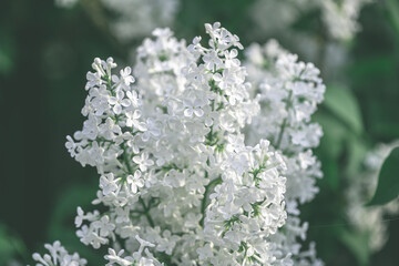 Wall Mural - Beautiful white lilac bush blooms in spring, spring, flowering