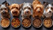 © Татьяна Креминская - A lineup of dogs small breeds, each with a bowl of food, showcasing suitable meal sizes and ingredients for each breed