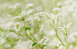 Close up of flowers of buckwheat. Blooming buckwheat field