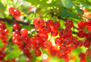 Wall Mural - branch of fresh ripe red currant on bush