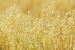 Field of ripening oats. Close up of oats ears