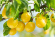 Ripening yellow plums hanging on a tree in garden