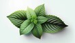 Branch and leaves of mint plant isolate on white background. Generative AI,