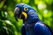Vibrant blue macaw close-up, perfect for avian studies and nature-themed designs