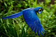 Blue macaw soaring; ideal for conservation awareness, nature documentaries, environmental posters, and tropical travel brochures