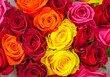 Flower background of red rose 