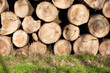 Pile of wood logs. Natural wooden background with closeup of clean cut of chopped firewood logs.