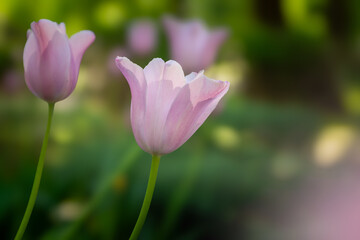 Wall Mural - Bright spring in Gomel park. Sun, flowers, alleys in flower beds in a city park.