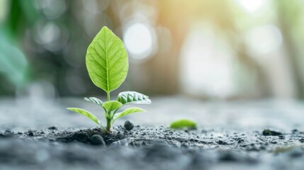 Poster - Green leaf plant growth on the coin on white background business start idea and business building to success.