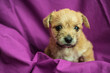 Cute puppy in folds of purple fabric
