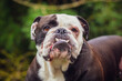 Olde English Bulldogge showing off his fangs. Photography taken in France