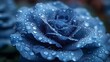 Morning Dew Drops Adorning Vivid Blue Rose Petals with Crisp Refraction