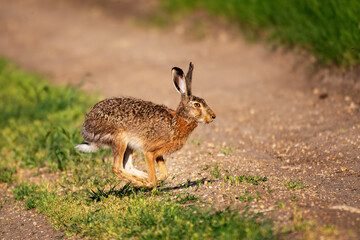 Wall Mural - European hare Lepus europaeus. The running hare. Close up