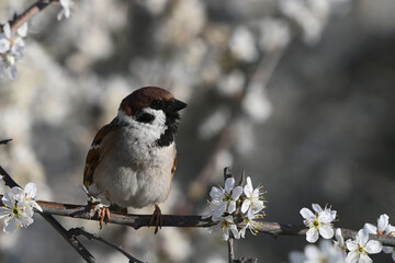 Wall Mural - Eurasian tree sparrow, Passer montanus. In the wild