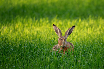 Wall Mural - European hare Lepus europaeus, also known as the brown hare