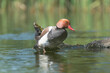 Red-crested pochard - Netta rufina male, standing on rock with green water in background. Photo from Lubusz Voivodeship in Poland.
