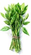 Lush Lemongrass Basil Bouquet in Watercolor Style for Culinary Concepts