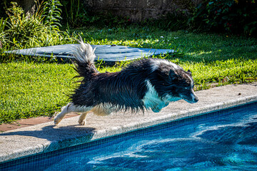 Poster - dog in the pool