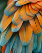 Bright background close-up of feathered plumage of a macaw