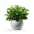 plant in a pot isolated on white background 
