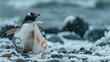 © CassiOpeiaZz - A closeup of a penguin with a plastic grocery bag wrapped around its neck, struggling on the icy shore
