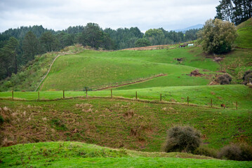 Wall Mural - Sheep Pasture in Waikato - New Zealand