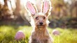 Dog with bunny ears celebrates Easter