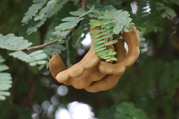 Tamarind fruit on the fruit tree has a sour taste, high in vitamin C.