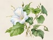 Bindweed Flower Watercolor Plant Nature Art