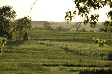 Wall Mural - Summer Field