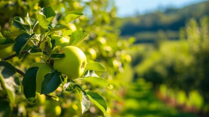 Stunning Apples Displayed 