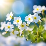 Fototapeta  - Spring forest white flowers primroses on a beautiful blue background macro. Blurred gentle sky-blue background. Floral nature background, free space for text. Romantic soft gentle artistic image