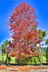 Poster - New Zealand