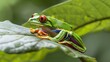 Agile tree frog perched on a leaf, its vibrant colors blending seamlessly with the lush greenery of the jungle.