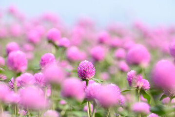 Wall Mural - Pink Globe Amaranth flowers (Gomphrena globosa) blooming in garden, Summer season,Tropical flower background