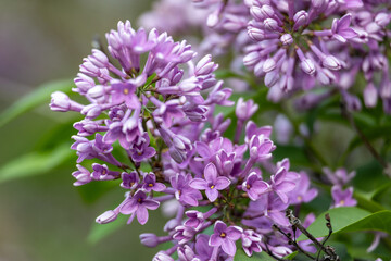 Wall Mural - Full frame macro abstract texture background of flower buds and blossoms emerging on a Chinese lilac bush (syringa chinensis)