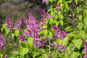 Wall Mural - Full frame macro abstract texture background of flower buds and blossoms emerging on a Persian lilac bush (syringa persica)