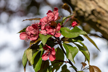 Wall Mural - Full frame macro abstract texture background of delicate leathery red flower blossoms on the branch of a red leaf crabapple tree (malus crabapple)